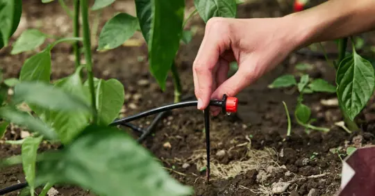 hand installing a drip irrigation system