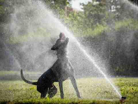 Sprinkler system maintenance