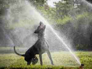 Importance of Sprinklers