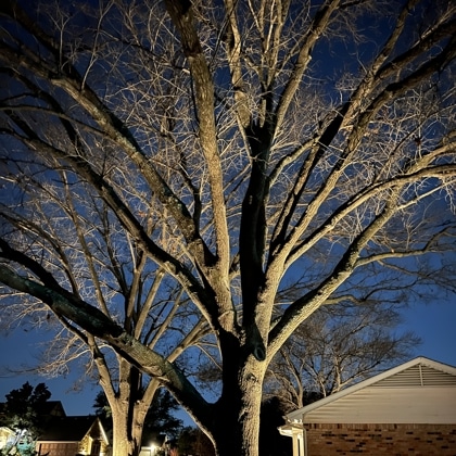 Property with flood lights under 2 trees. Tree Uplighting Dallas, TX