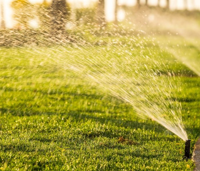 Sprinkler,Head,Watering,The,Bush,And,Grass,In,The,Garden